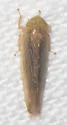 Chlorotettix lusorius - photo 4