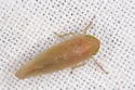 Chlorotettix lusorius - photo 5