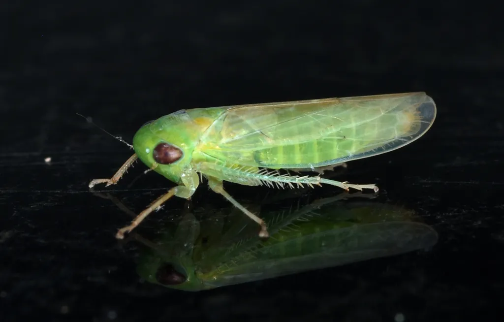 Chlorotettix meriscus - photo 2