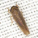Chlorotettix necopinus
