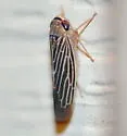 Chlorotettix necopinus - photo 2