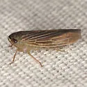 Chlorotettix necopinus - photo 3
