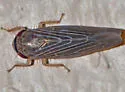 Chlorotettix necopinus - photo 4