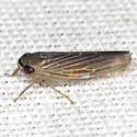 Chlorotettix necopinus - photo 5