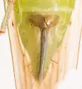 Chlorotettix nudatus - photo 2