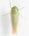 Chlorotettix nudatus - photo 3