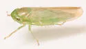 Chlorotettix nudatus - photo 4