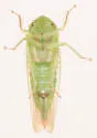 Chlorotettix nudatus - photo 5