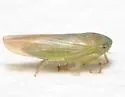 Chlorotettix orbonatus - photo 2