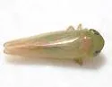 Chlorotettix orbonatus - photo 3