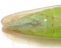 Chlorotettix rugicollis - photo 2