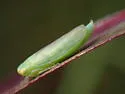 Chlorotettix rugicollis - photo 3