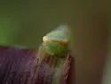 Chlorotettix rugicollis - photo 4
