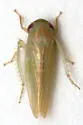 Chlorotettix scutellatus