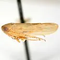 Chlorotettix scutellatus - photo 3