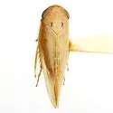Chlorotettix scutellatus - photo 4