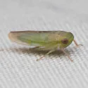 Chlorotettix scutellatus - photo 5