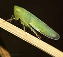 Chlorotettix similis - Chlorotettix similis