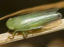 Chlorotettix similis - photo 2