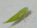 Chlorotettix spatulatus - photo 2