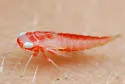 Chlorotettix spatulatus - photo 3