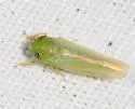Chlorotettix spatulatus - photo 4