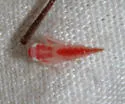 Chlorotettix spatulatus - photo 5