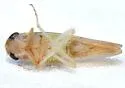 Chlorotettix suturalis
