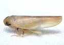 Chlorotettix suturalis - photo 2