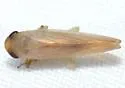 Chlorotettix suturalis - photo 3
