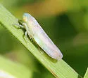 Chlorotettix tergatus