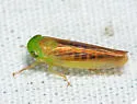 Chlorotettix tergatus - photo 2
