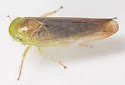 Chlorotettix tergatus - photo 3