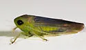 Chlorotettix tergatus - photo 4