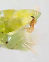 Chlorotettix tergatus - photo 5