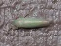 Chlorotettix tunicatus