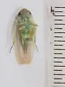 Chlorotettix tunicatus - photo 2