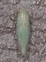 Chlorotettix tunicatus - photo 3