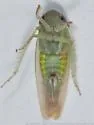 Chlorotettix tunicatus - photo 4