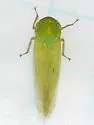 Chlorotettix unicolor - photo 2
