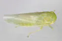 Chlorotettix unicolor - photo 3