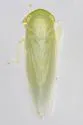 Chlorotettix unicolor - photo 4