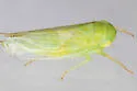 Chlorotettix unicolor - photo 5
