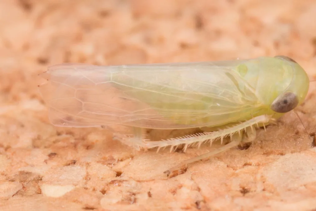Chlorotettix viridius - photo 2