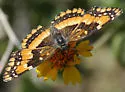 California Patch - Hodges#4498
