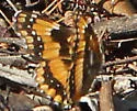 California Patch - Hodges#4498 - photo 4