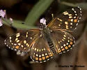 Black Checkerspot - Hodges#4507