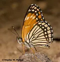 Black Checkerspot - Hodges#4507 - photo 2