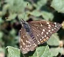 Black Checkerspot - Hodges#4507 - photo 3