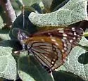 Black Checkerspot - Hodges#4507 - photo 4